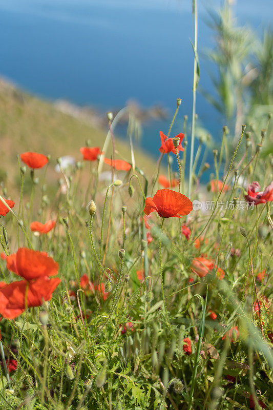 野生罂粟花(Papaver rhoseason)在海面上郁郁葱葱的山坡上